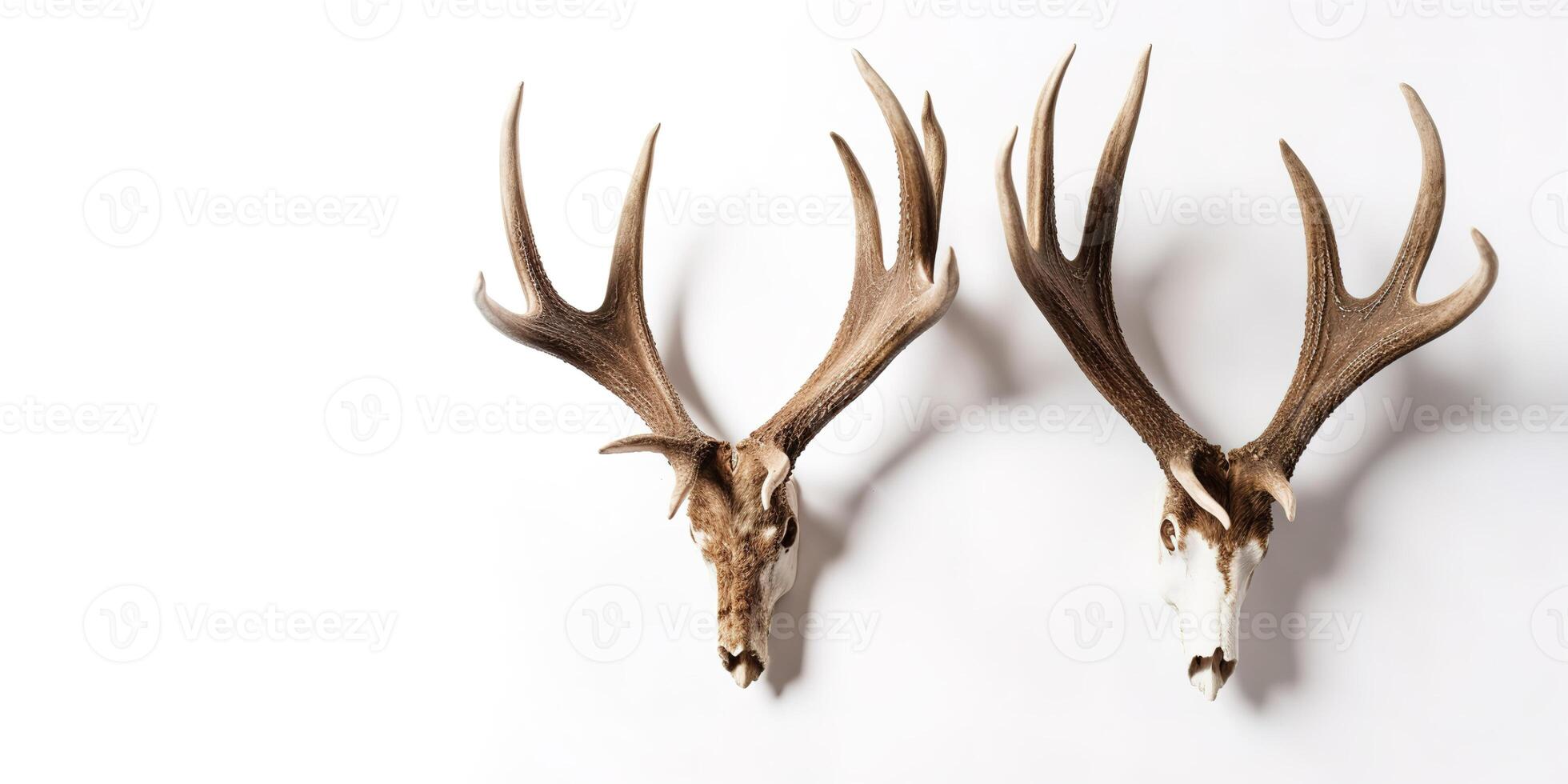 Deer Antlers on White Background and Space for Text Mockup Illustration with photo