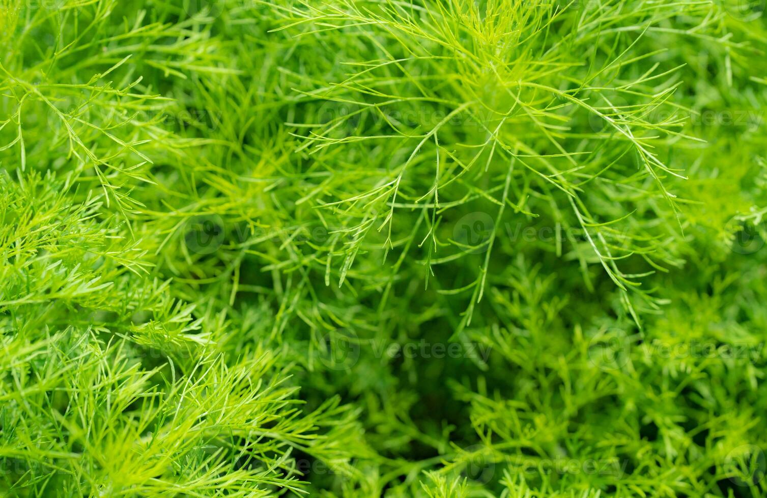 Green leaves of ornamental plant in the garden. Full frame small green leaf texture background. Dense green leaf with beauty pattern texture background. Green wallpaper. Nature abstract background. photo