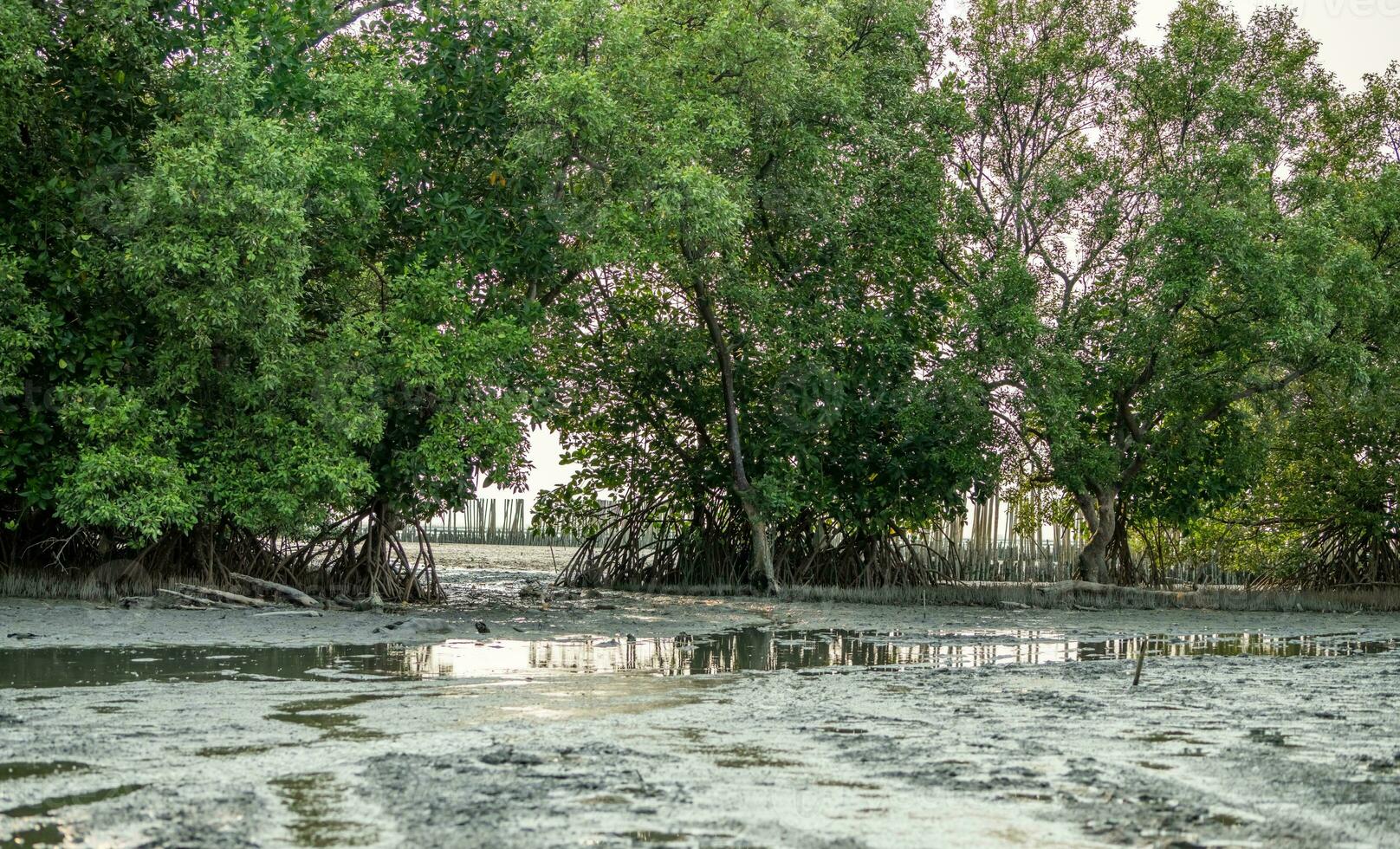 Green mangrove forest and mudflat at the coast. Mangrove ecosystem. Natural carbon sinks. Mangroves capture CO2 from atmosphere. Blue carbon ecosystems. Mangroves absorb carbon dioxide emissions. photo