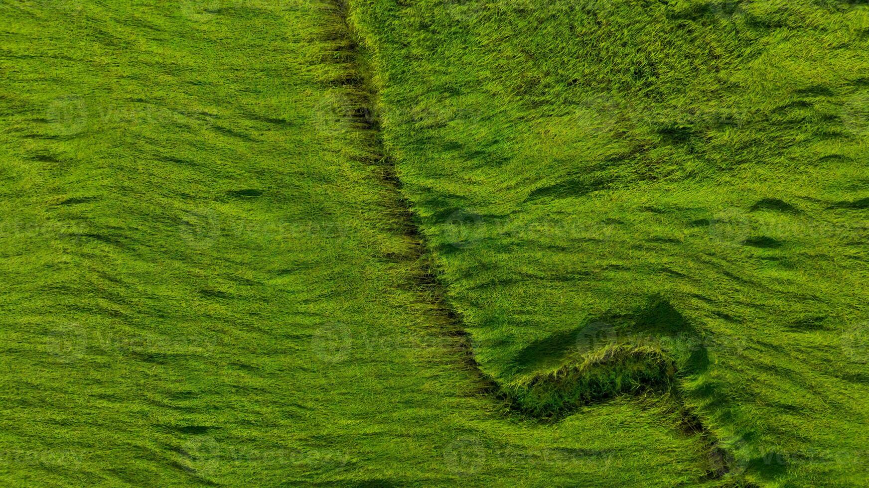 Aerial view of green rice field texture background. Rice plants bend down to cover ground from monsoon winds. Natural pattern of green rice farm. Above view of agricultural field. Beauty in nature. photo