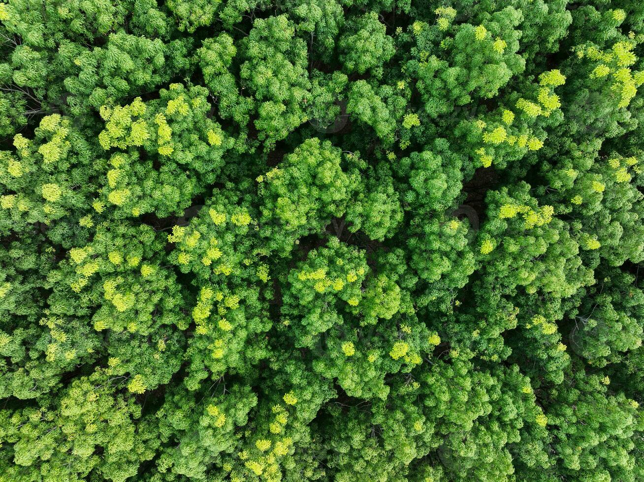 Aerial top view of rubber forest. Drone view of dense green rubber trees garden capture CO2. Green trees background for carbon neutrality and net zero emissions concept. Sustainable green environment. photo