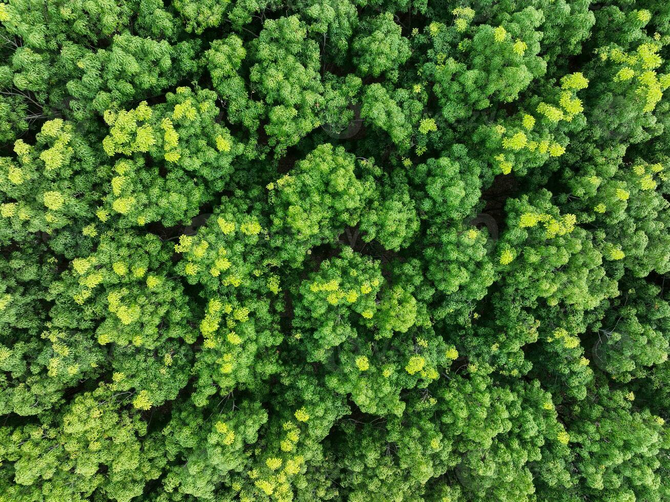 aéreo parte superior ver de caucho bosque. zumbido ver de denso verde caucho arboles jardín capturar co2 verde arboles antecedentes para carbón neutralidad y red cero emisiones concepto. sostenible verde ambiente. foto