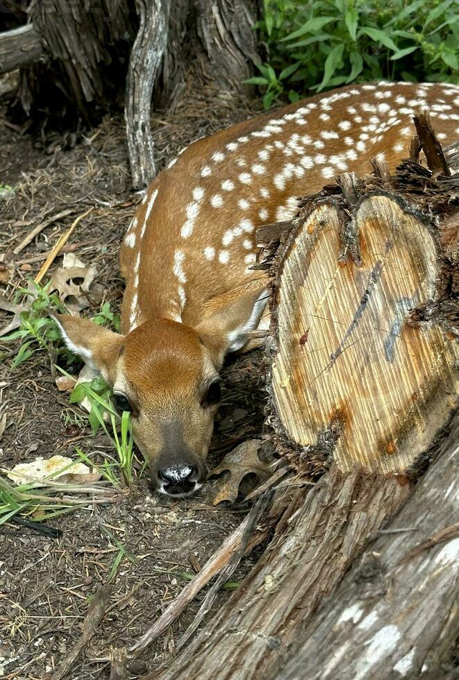 A baby fawn is still on the ground under some tree limbs. photo