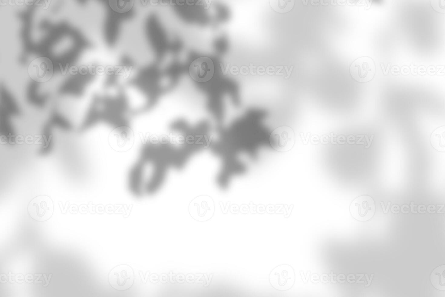 Sunlight shadow on abstract white wall background texture photo