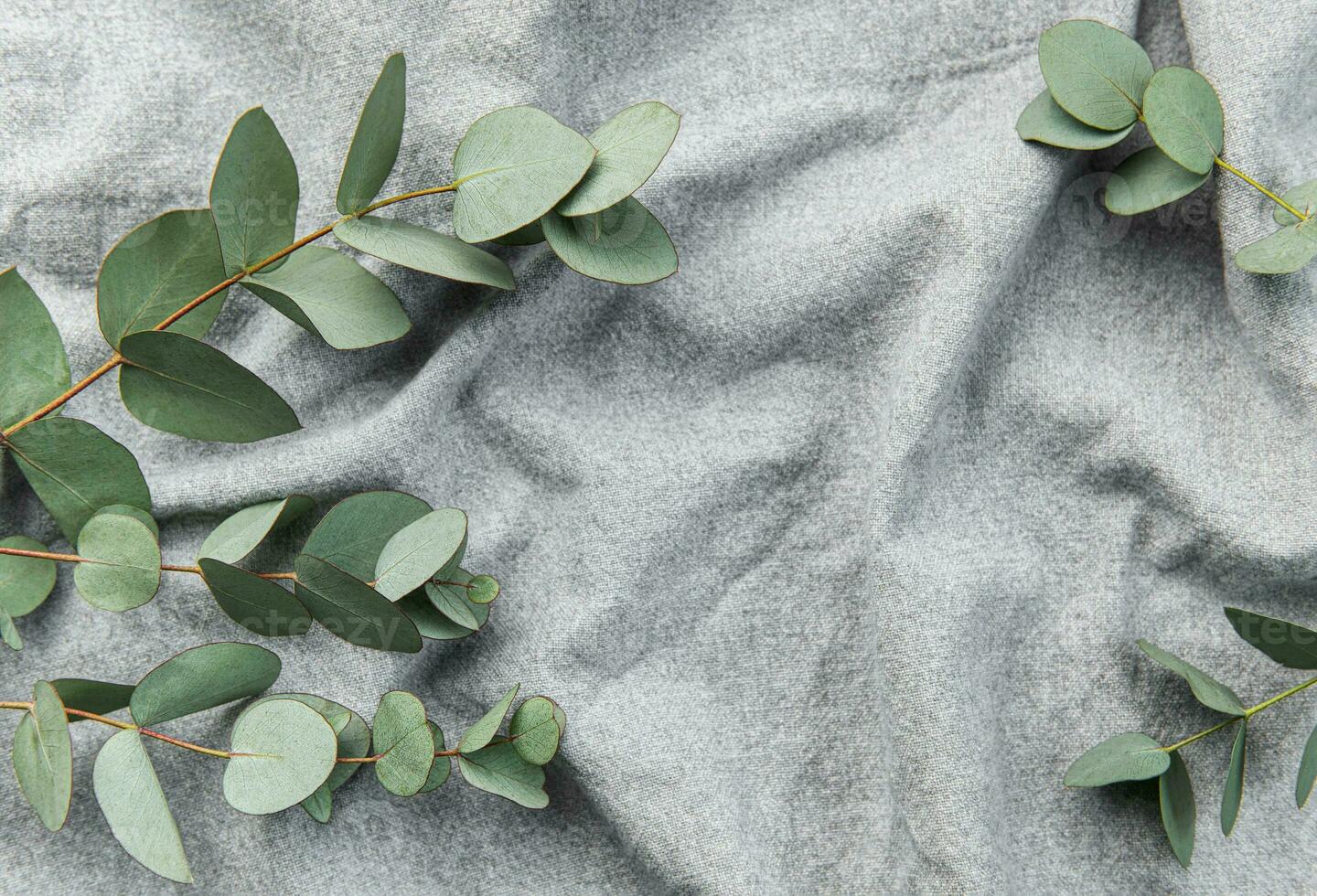 Eucalyptus branch  on textile fabric background. photo