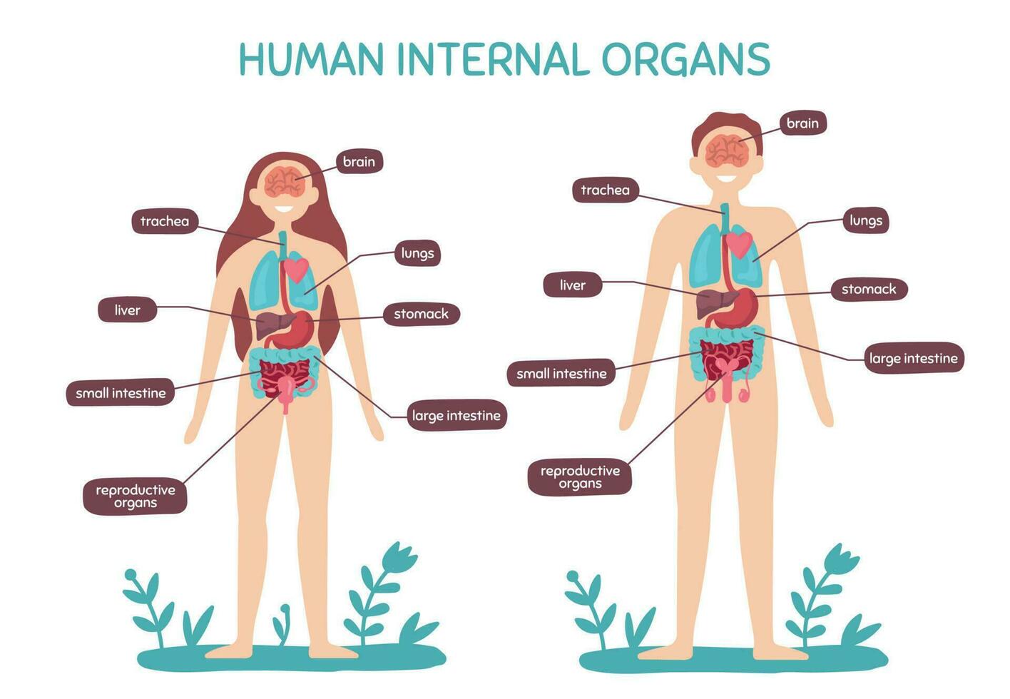 Cartoon human body anatomy. Male and female internal organs, humans physiology chart vector illustration