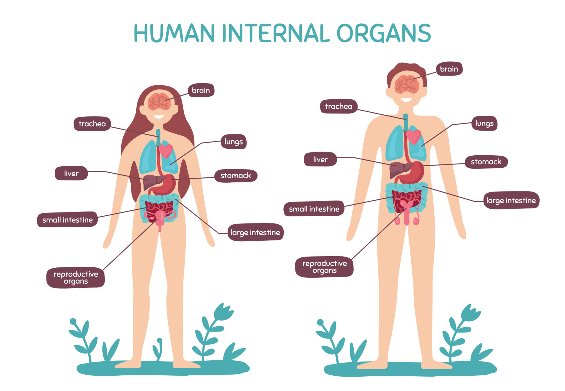 Cartoon human body anatomy. Male and female internal organs, humans  physiology chart vector illustration 24022962 Vector Art at Vecteezy