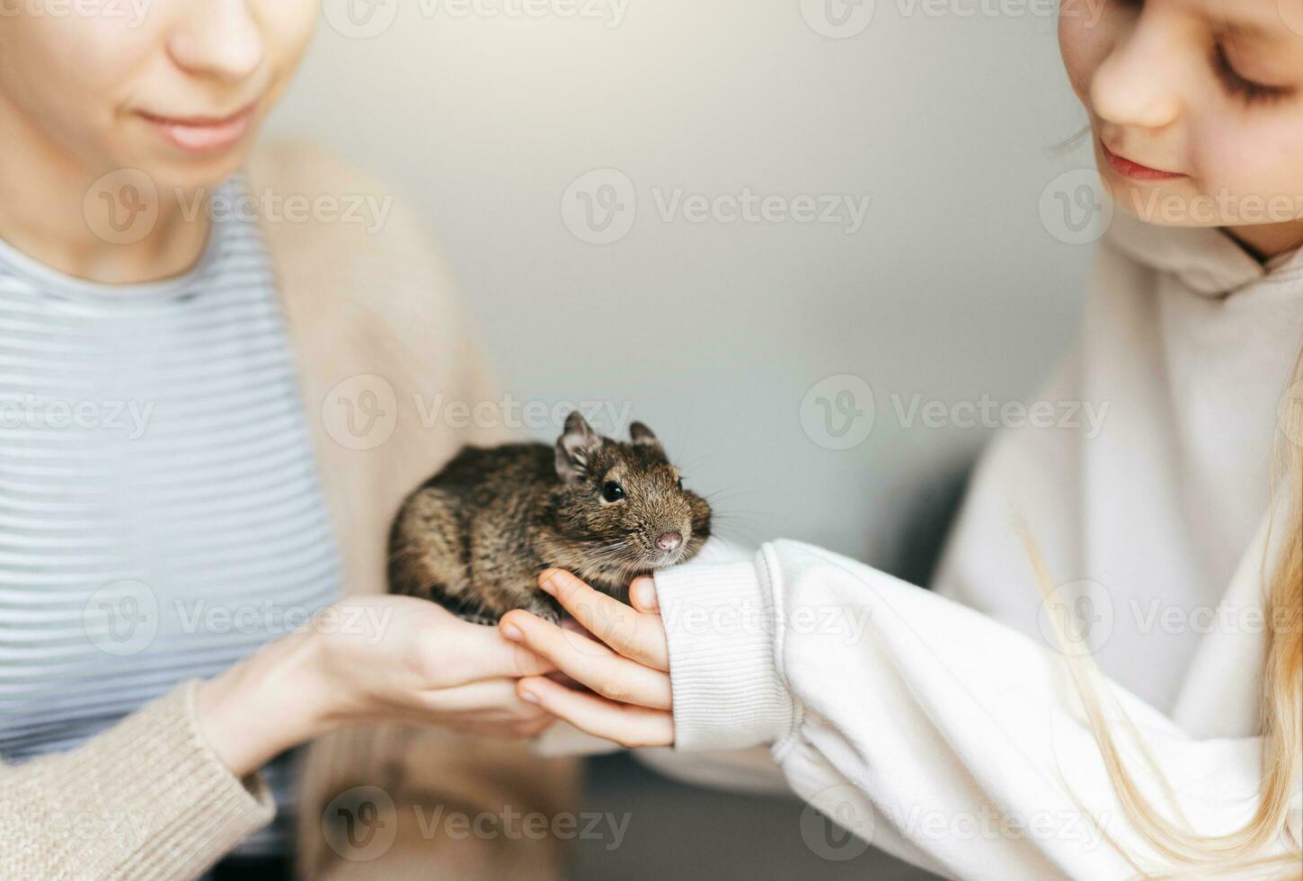 Young girl playing with small animal degu squirrel. photo