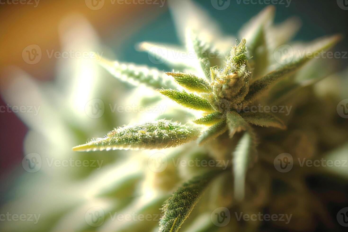 Marijuana leaves and blooms. photo