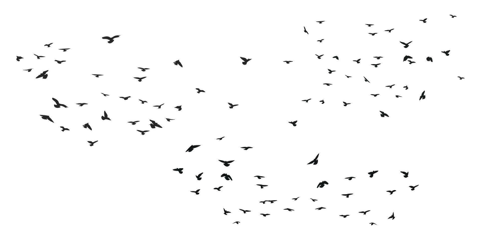 A flock of flying birds silhouette, flight in different positions. Hover, soaring, landing, flying, flutter. Isolated vector