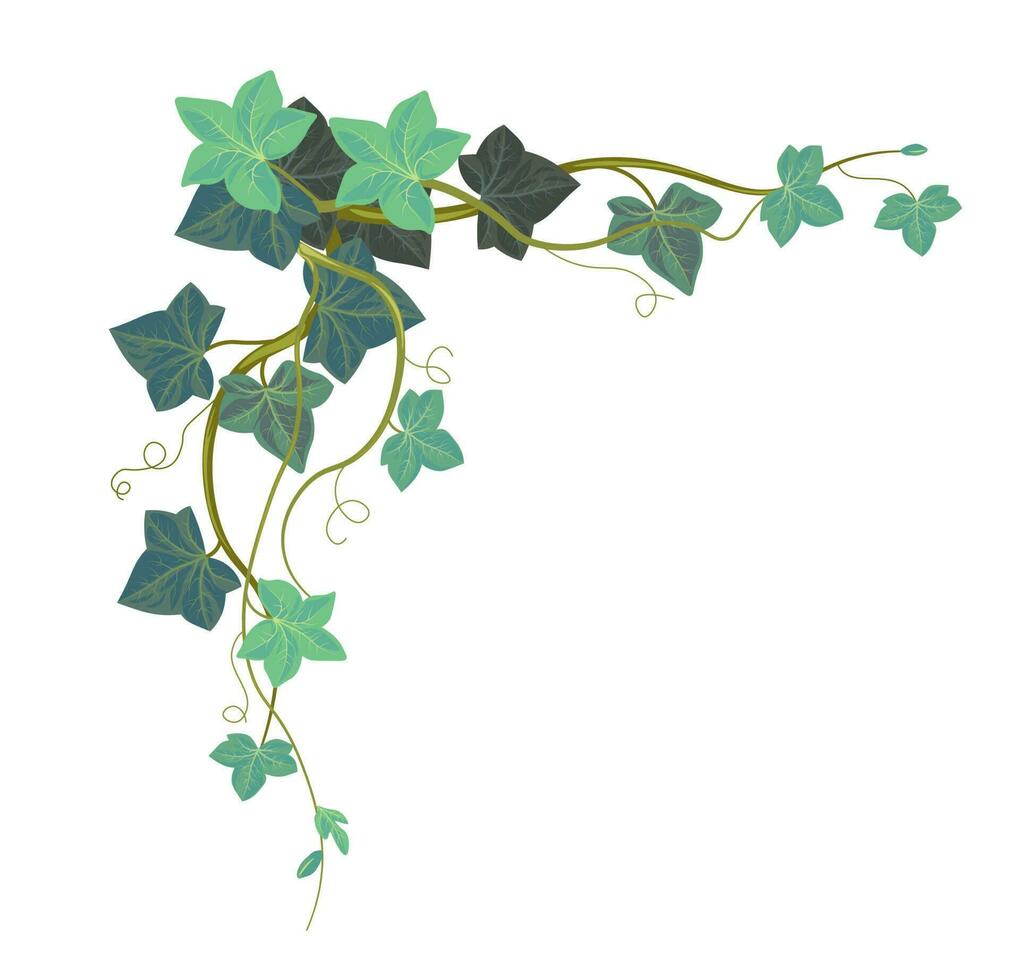 Hedera foliage, ivy climbing plant leaves corner vector