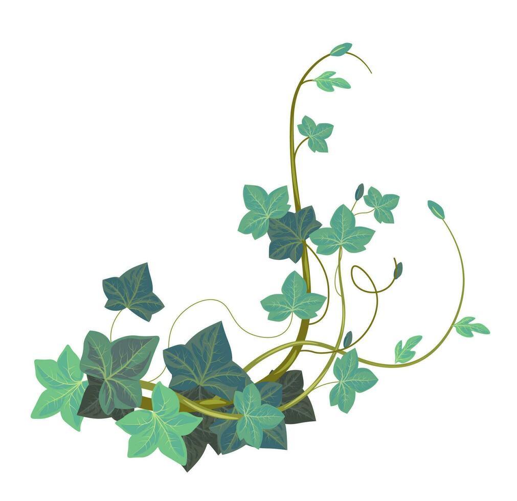 Ivy climbing plant, evergreen exotic botany vector