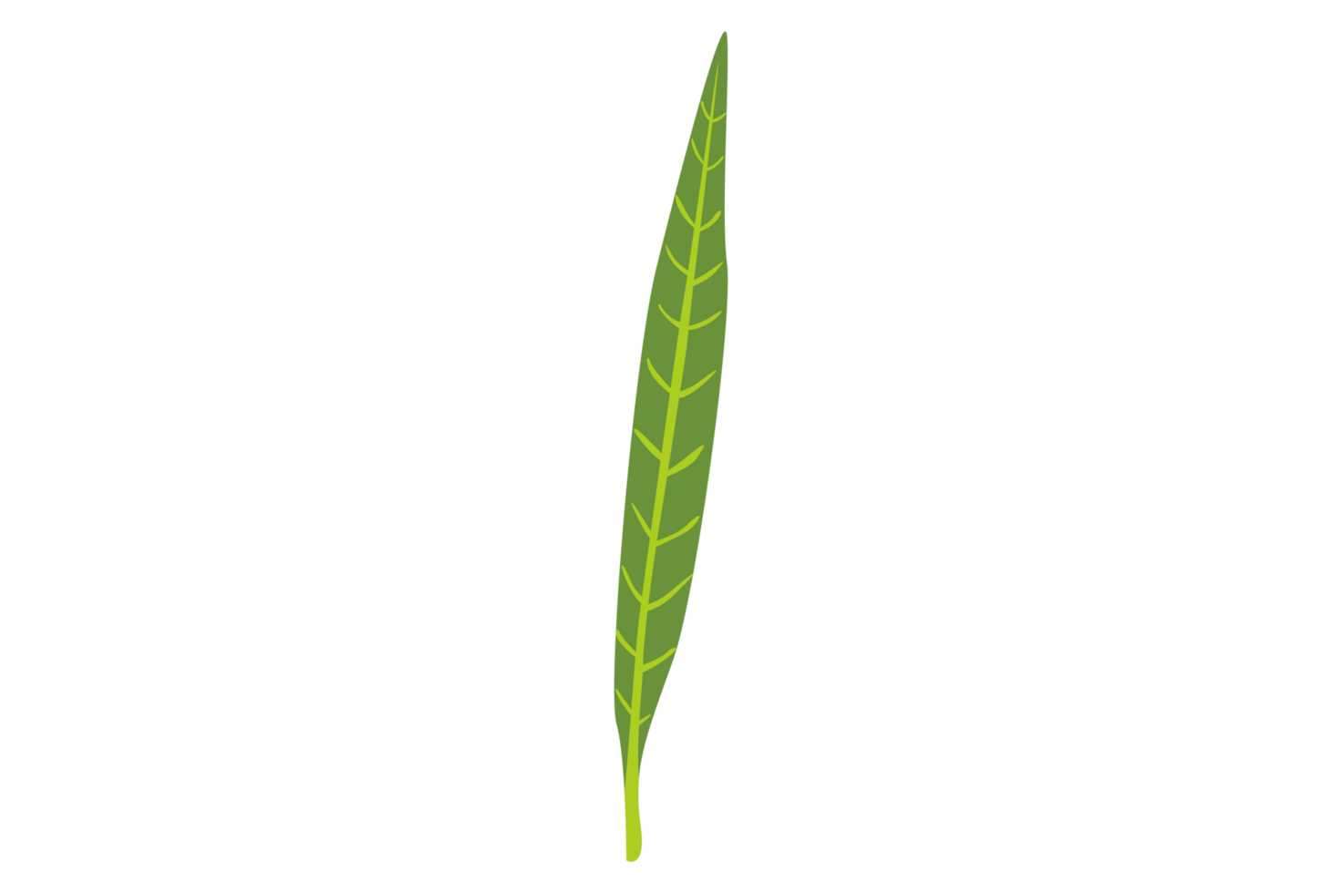 Simple Botany Green Leaf With Transparent Background png