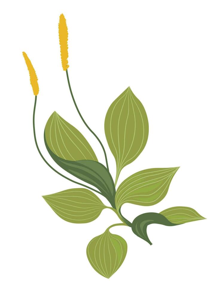 Plantago flower with wide leaf and flourishing vector