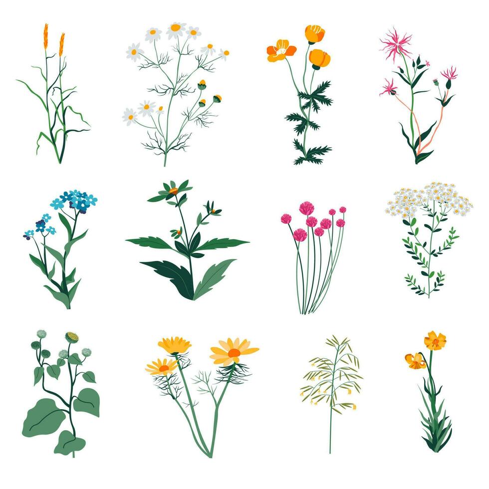 Plants and herbs, wild vegetation and botany bloom vector