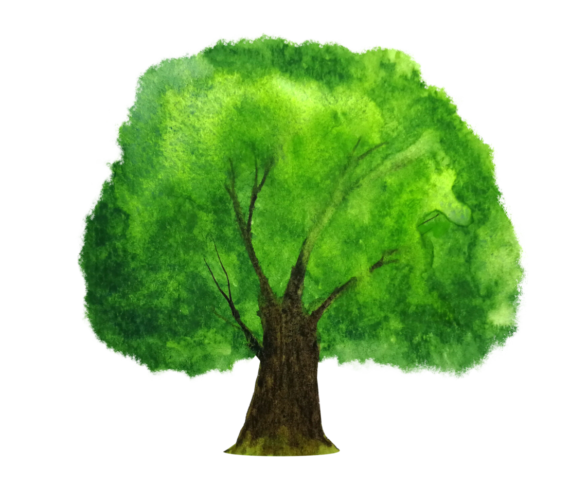 watercolor painting tree png. png