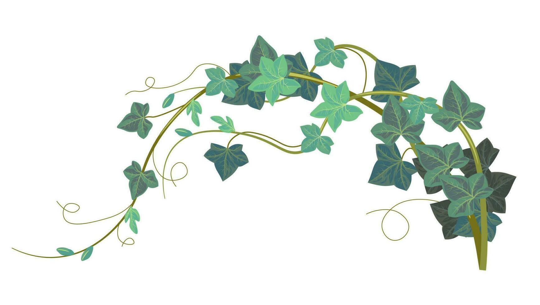 Ivy climbing plant, hedera exotic evergreen flora vector