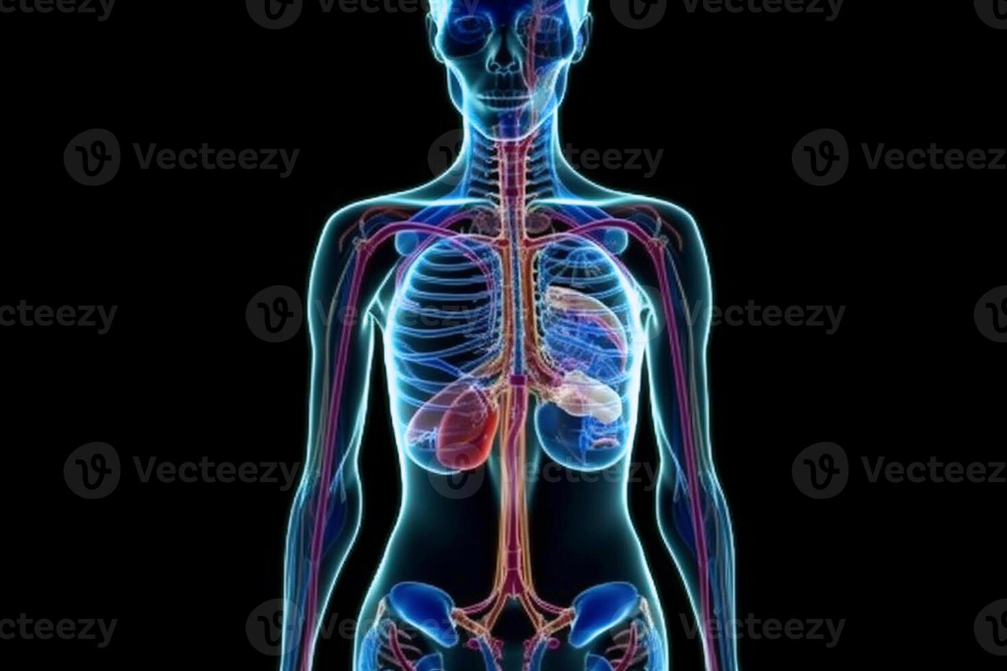 Abstract anatomical skeleton of a woman in neon outline light, black background. photo