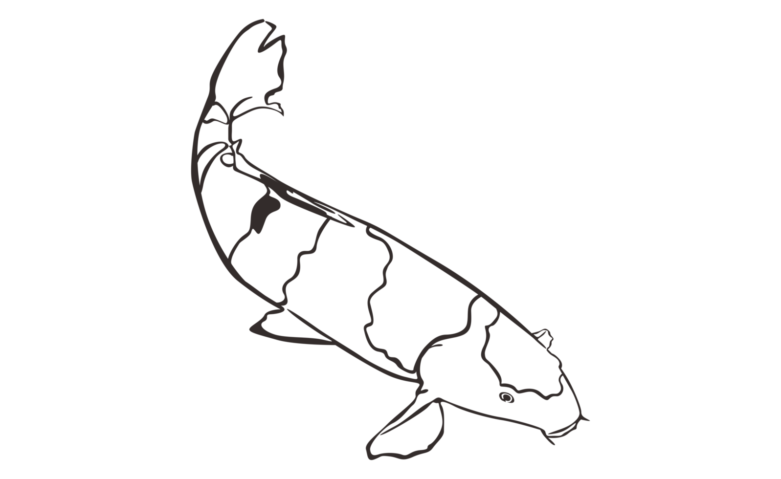 Koi Fish With transparent background png