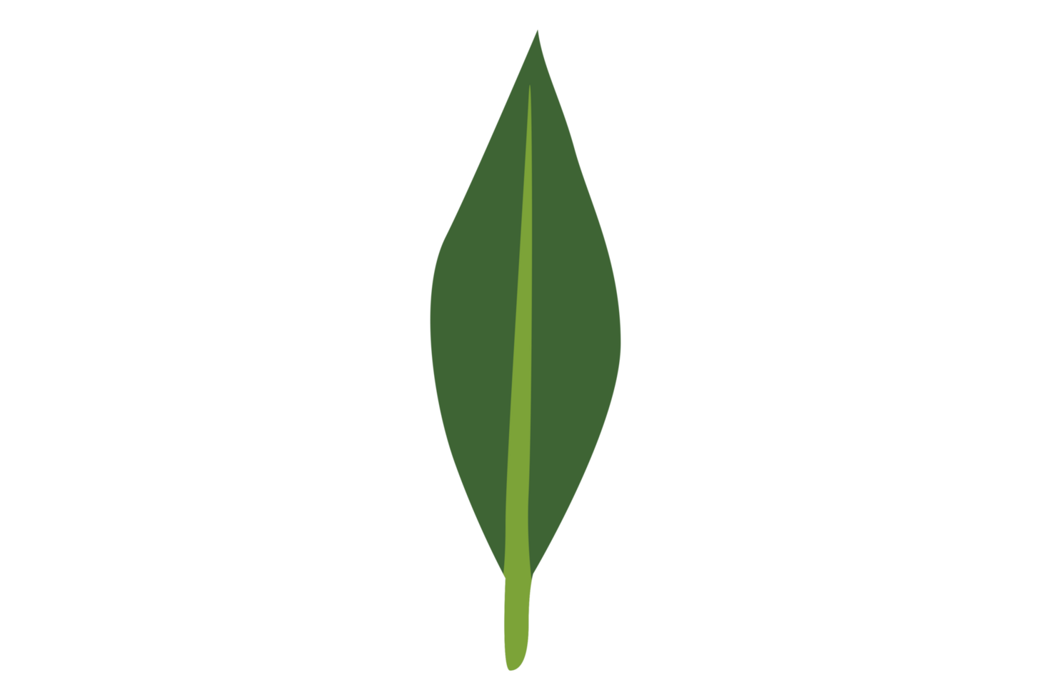Simple Botany Green Leaf With Transparent Background png