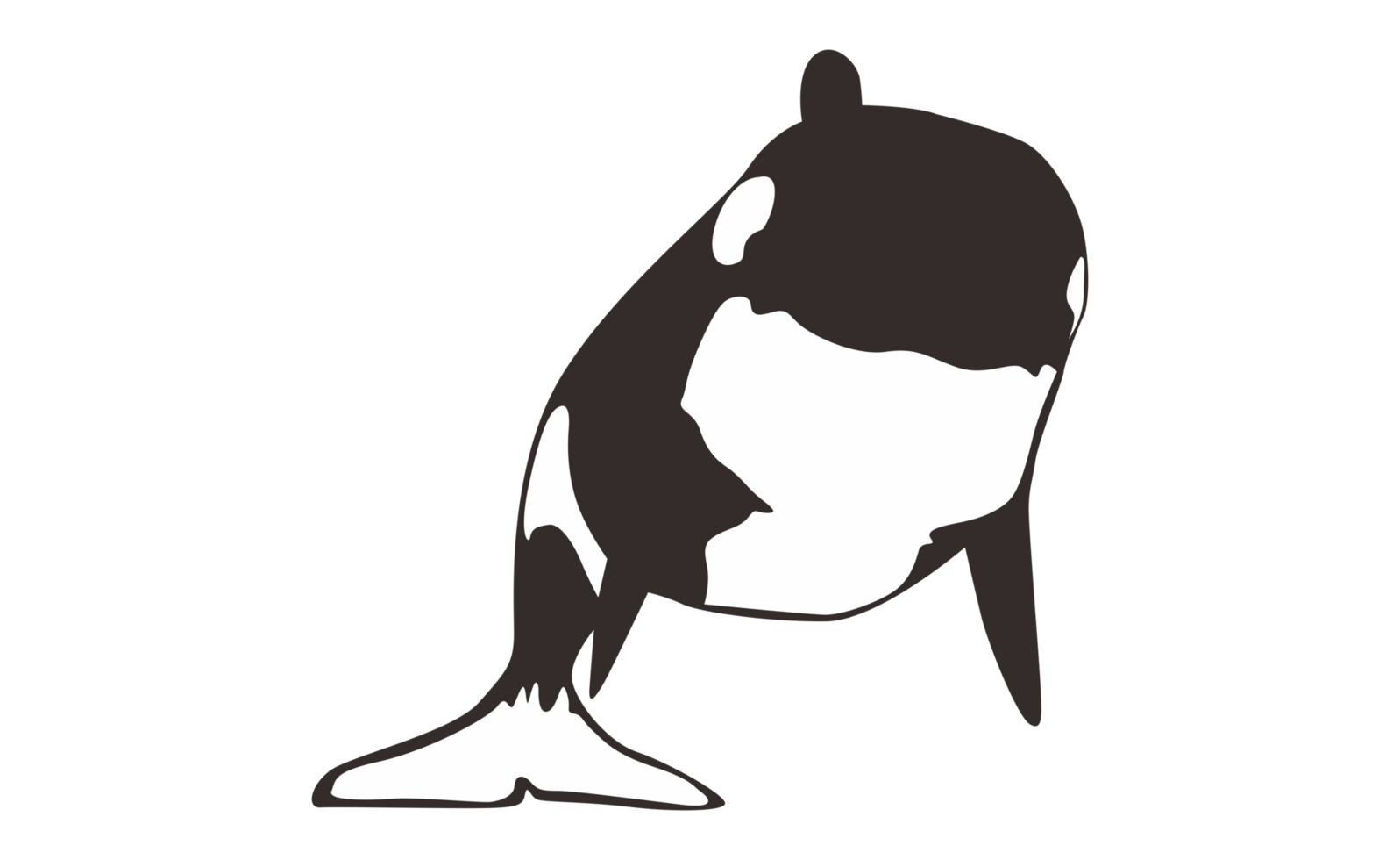 Orca Whale On Transparent Background png