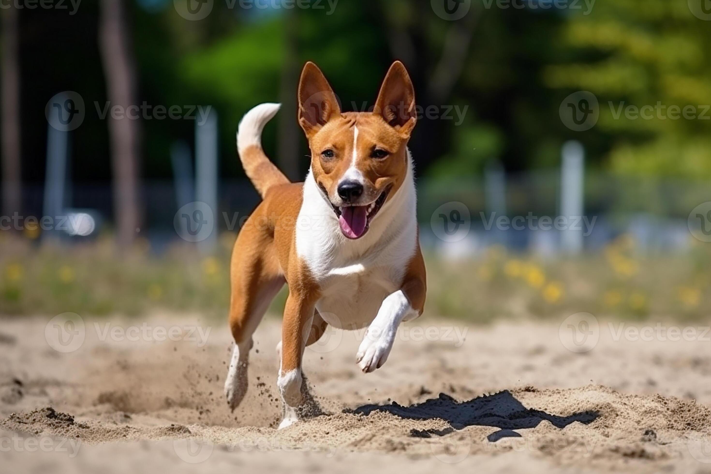dog basenji is running on a walk down the street.. 24033577 Stock Photo at Vecteezy