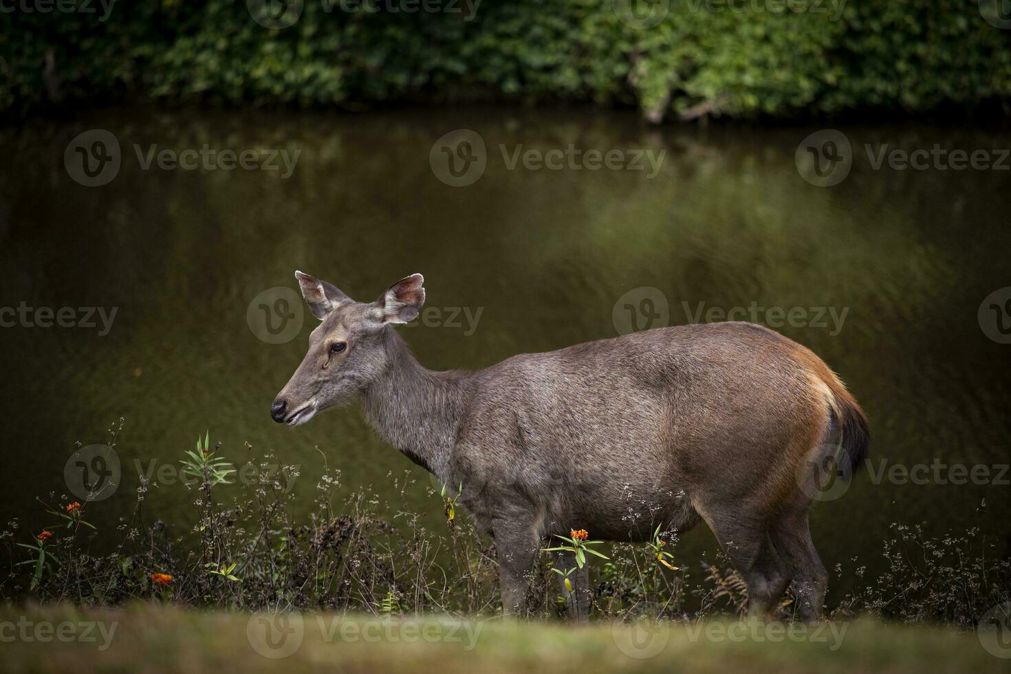 full body of sambar deer standing beside fresh water pool at khaoyai national park thailand photo