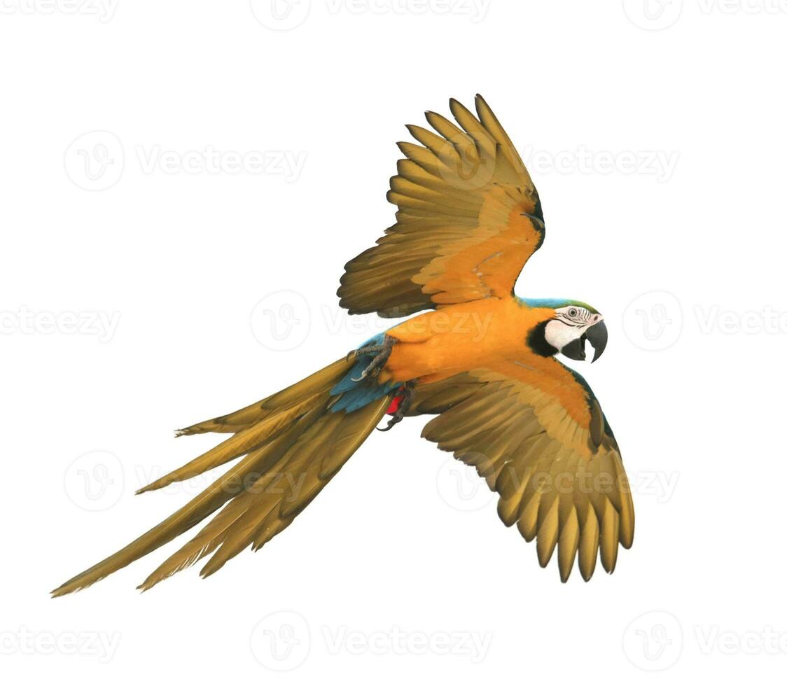 blue and yellow macaw bird flying isolate white background photo