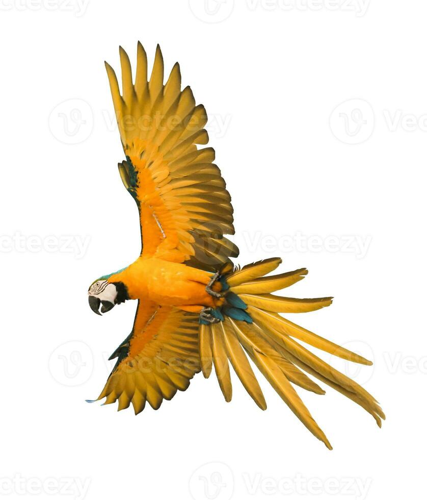 blue yellow macaw bird flying mid-air isolate white background photo