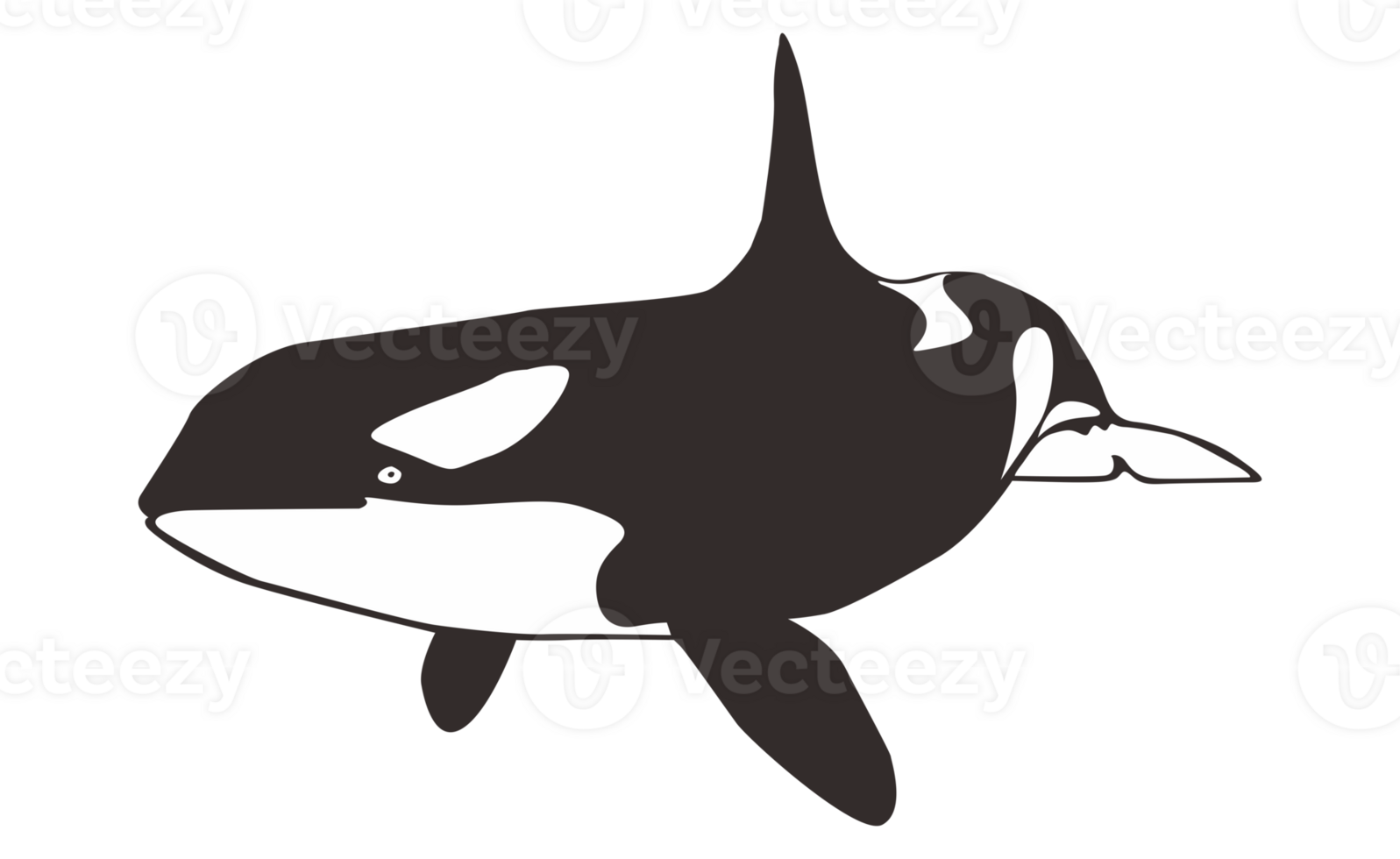 orca ballena en transparente antecedentes png