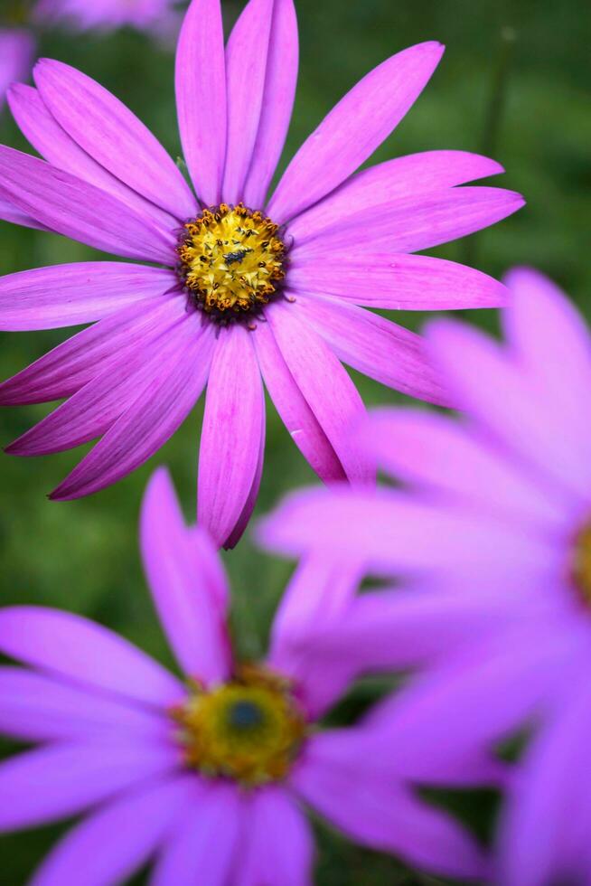 de cerca Disparo de hermosa púrpura rosado flores en el jardín foto