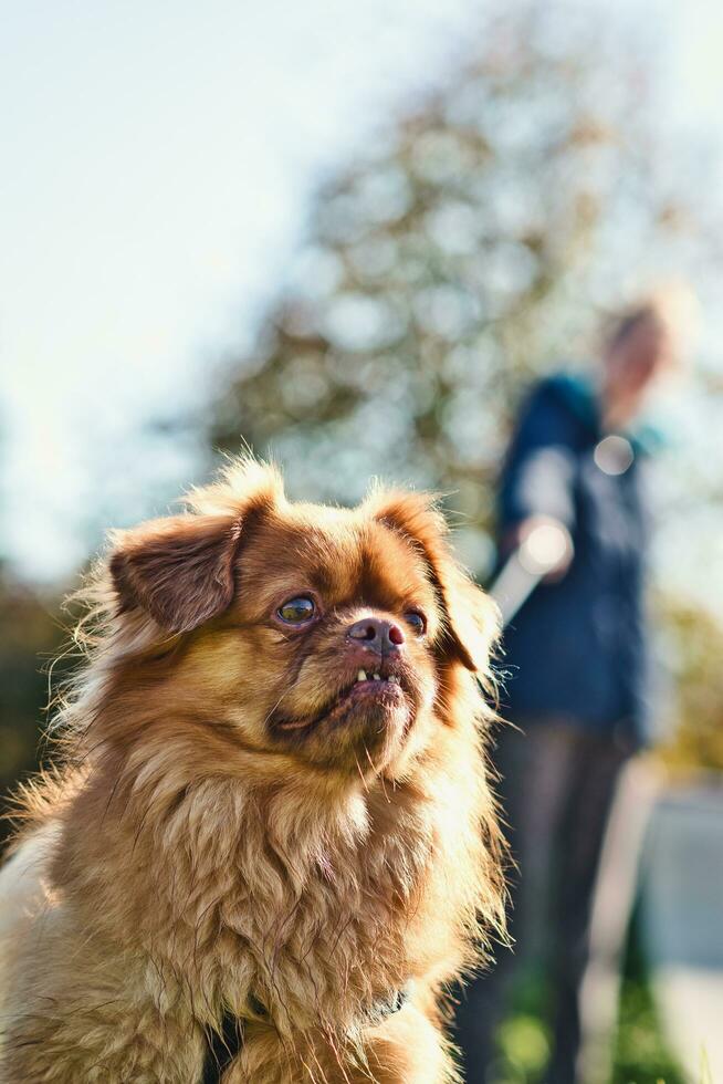 Portrait shot of beautiful little brown dog in the walk on the lead photo