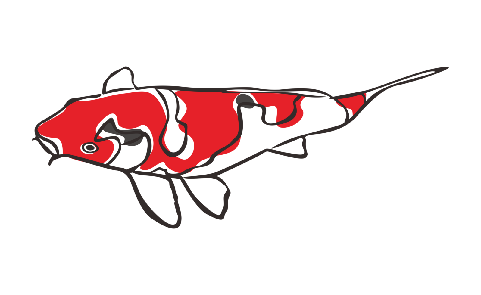 koi fisk med transparent bakgrund png