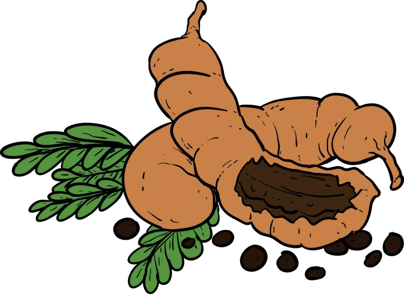 Tamarind. Vector illustration of a sweet tamarind.