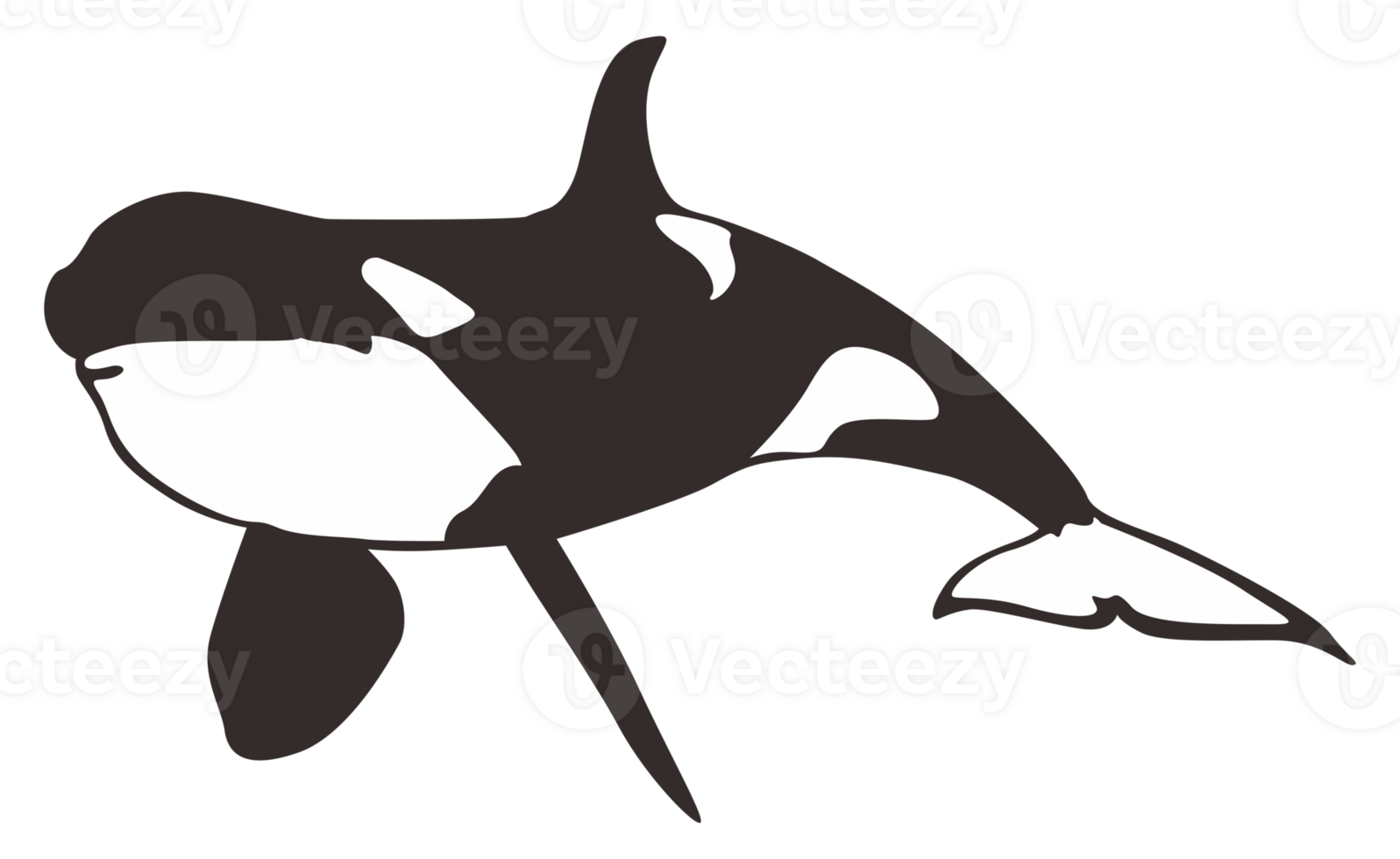 Orca Whale On Transparent Background png
