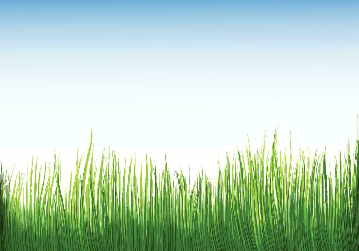 Beautiful green grass Isolated background vector