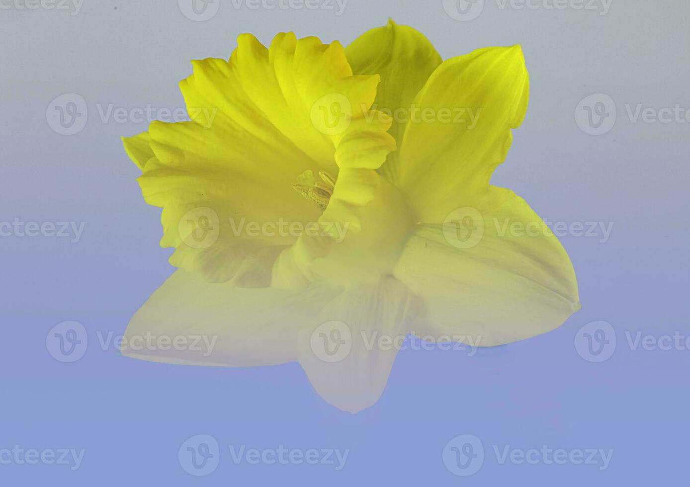 A single Daffodil in blue sky photo