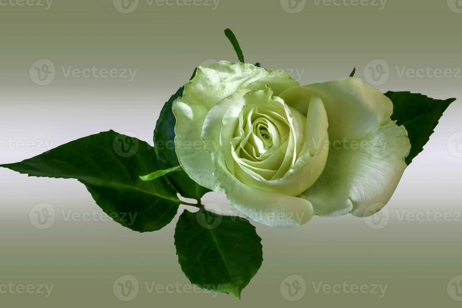 A white Rose . Frontal view with light breaking through from behind photo