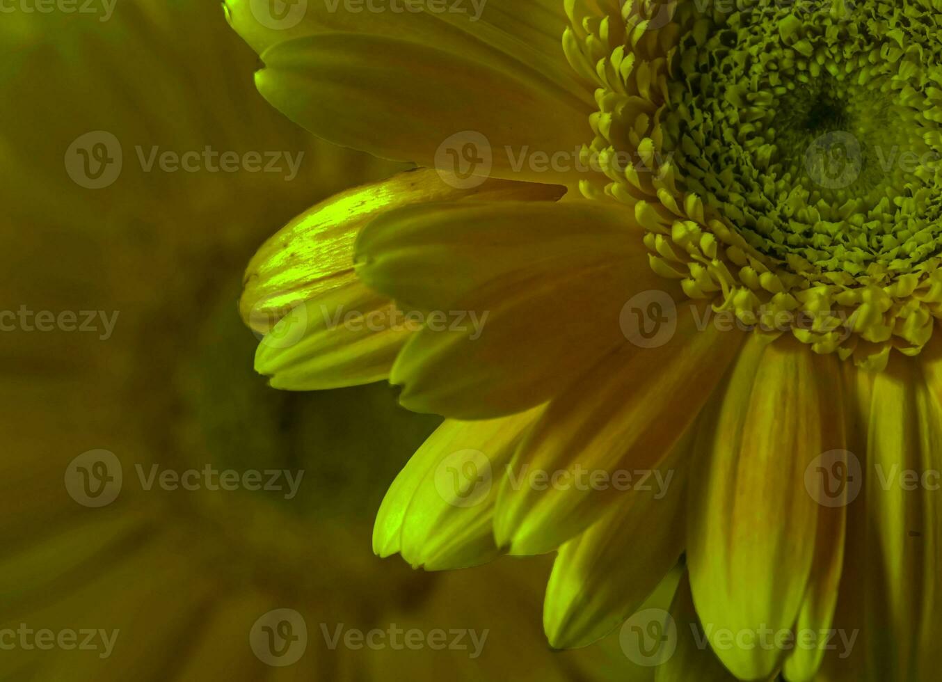 Two Barberton daisies . Layered composition photo