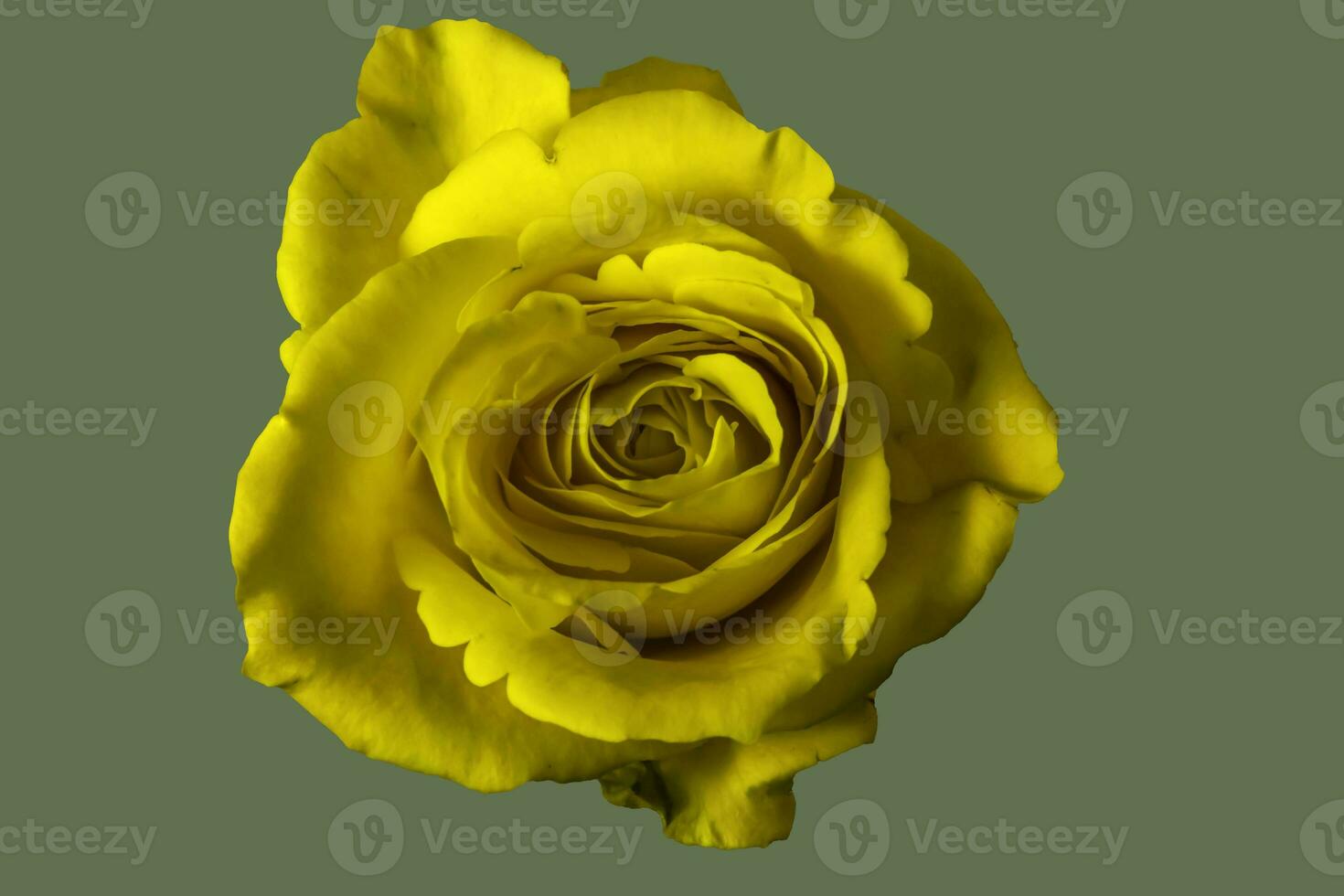 A yellow Rose . Close up frontal view photo