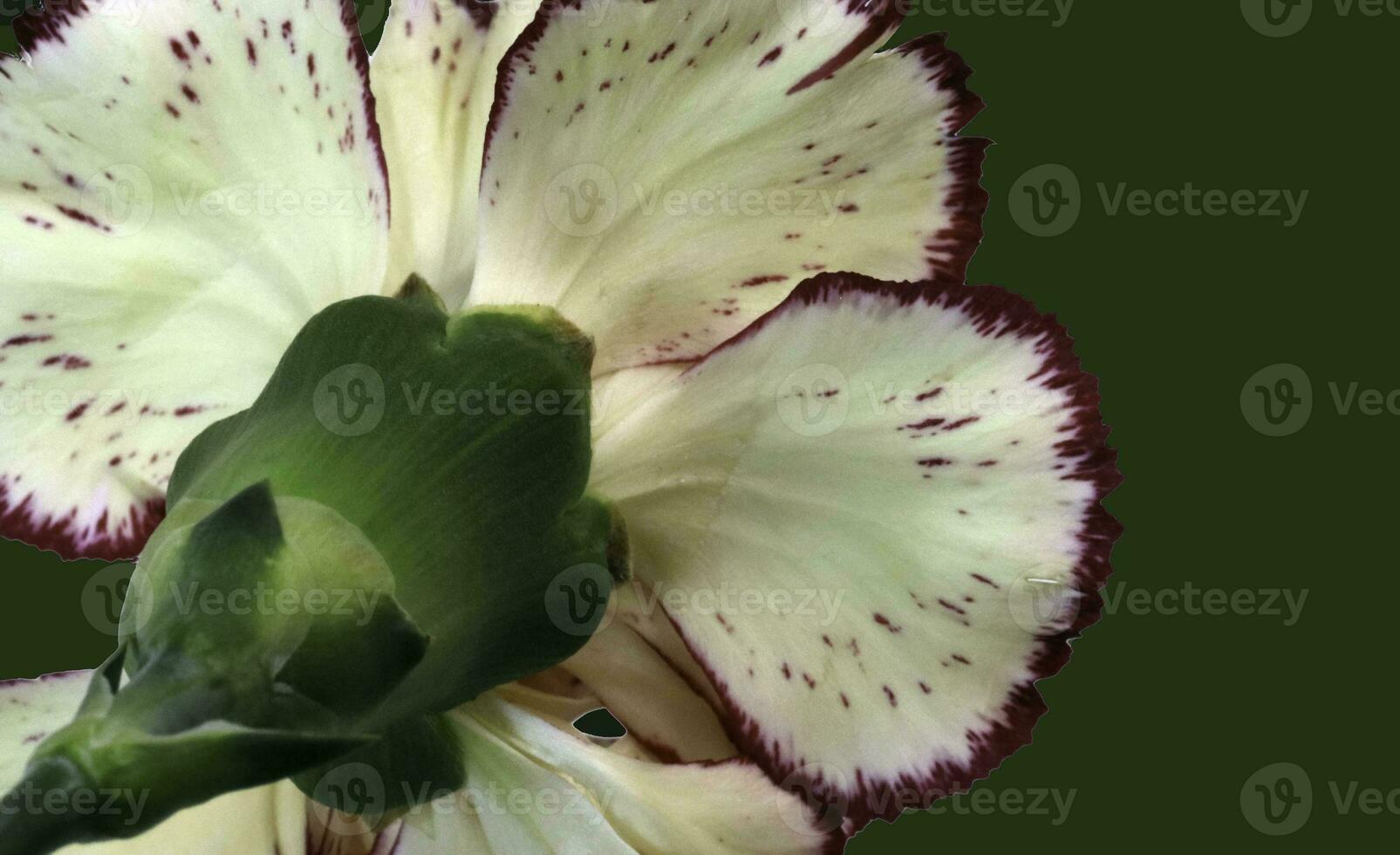 A maroon trimmed Carnation . View from behind the bloom photo