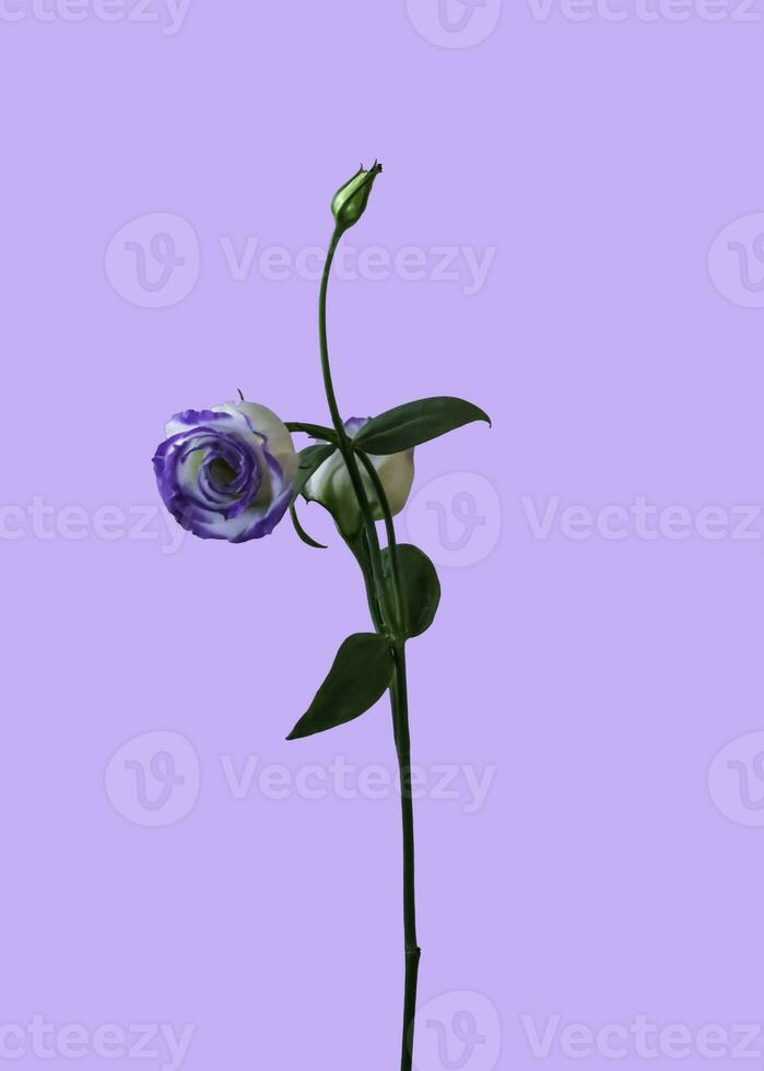 A Catchfly Prairie Gentian . Compact bloom on a slender green stem photo