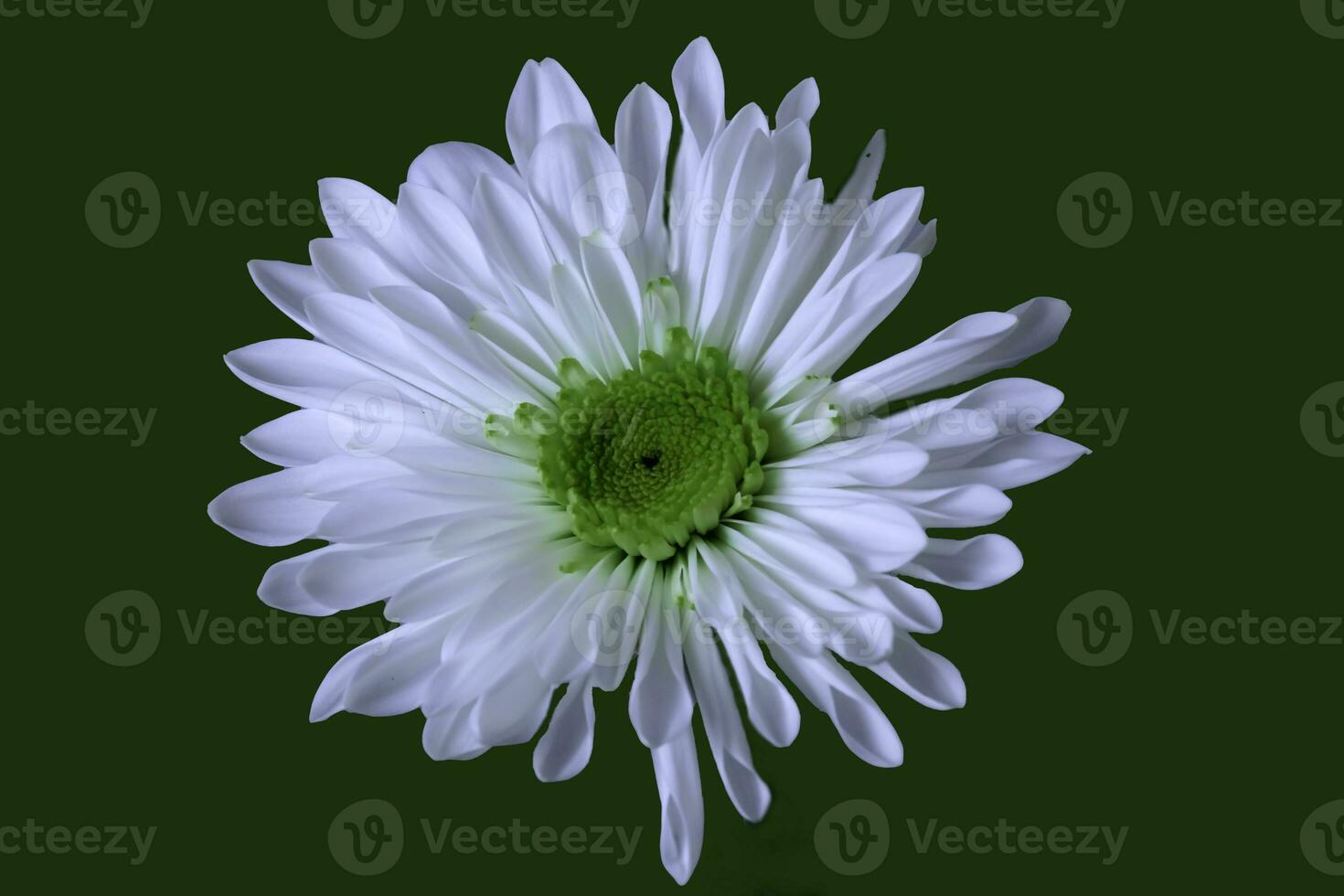 A white Florist's daisy with green center photo