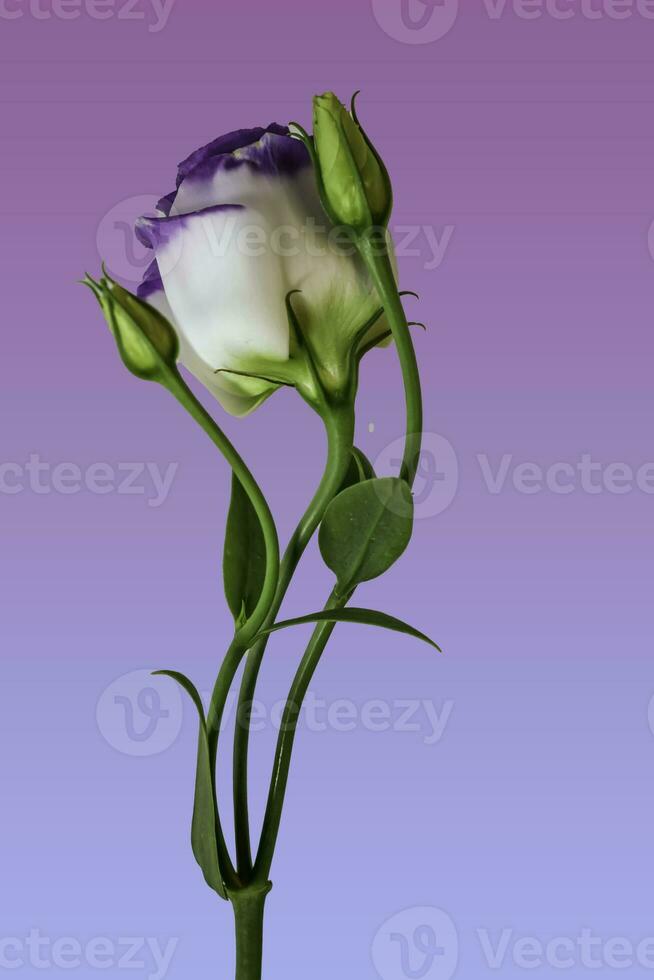 A Catchfly Prairie Gentian bloom on a single upright curving green stem photo