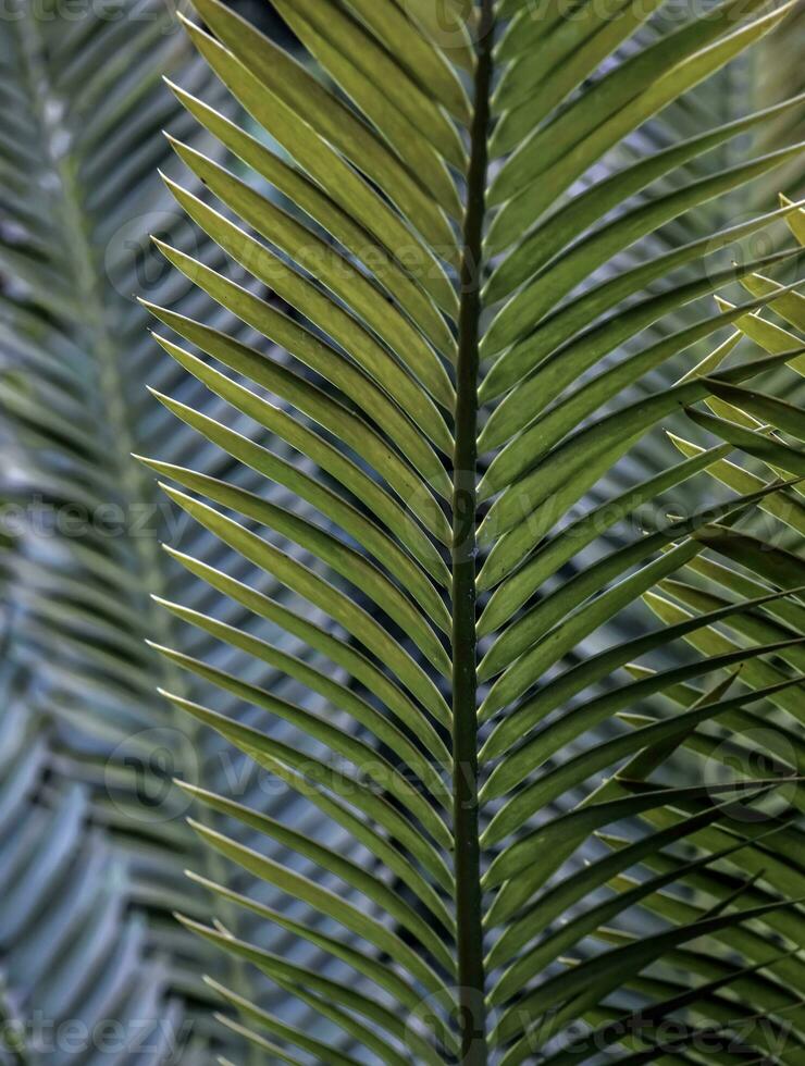 Sago Palm leaves . A composition of parallel vertical and diagonal lines photo