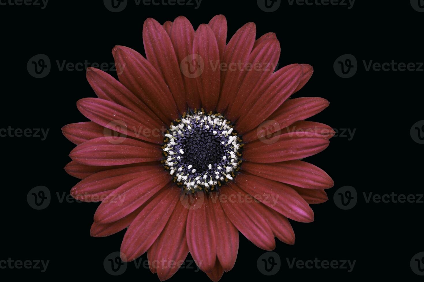 A maroon Cape Marguerite Daisy photo