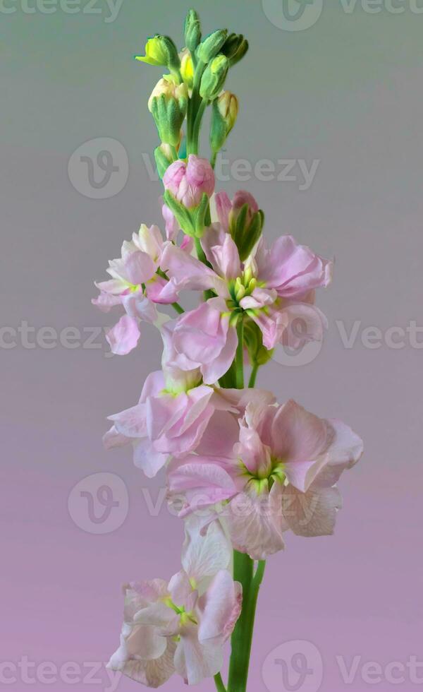 Brompton Stock . Delicate pink blooms photo