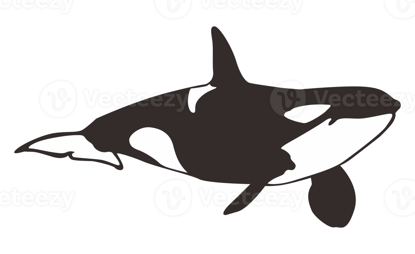 Orca Whale On Transparent Background png