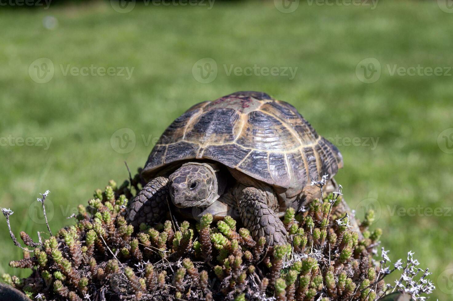 Portrait of an exotic domestic turtle walks outdoors on the lawn. photo