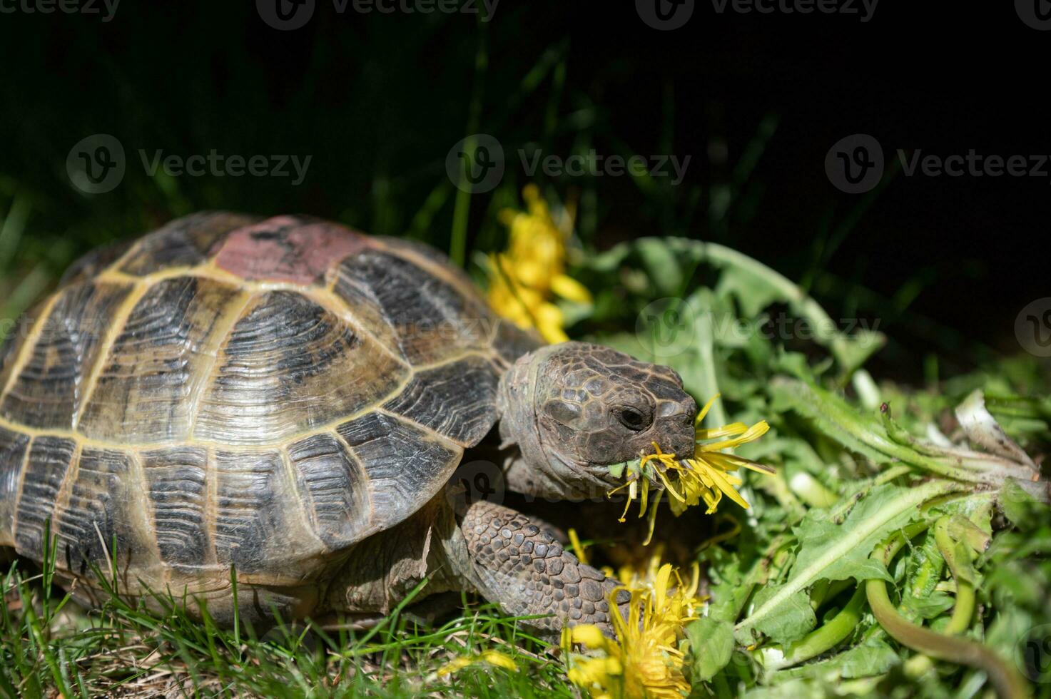 Portrait of a domestic turtle eats yellow flowers on the lawn. Exotic